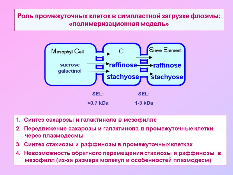 Роль промежуточных клеток в симпластной загрузке флоэмы: «полимеризационная модель» 1.  Синтез сахарозы и